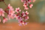 组图：冬樱花花开满枝 大叻街道成风景