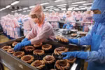 首次金瓯虾节即将举办