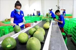 槟椥省积极打造主打农产品的价值链