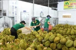越南榴莲受到更多国家欢迎