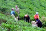 山罗省云湖县积极发展茶叶品牌和提高茶叶产品价值