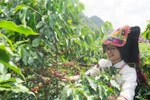 2022年山罗市咖啡节热闹非凡