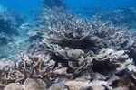 越南海洋和海岛周：加强保护海洋生物多样性