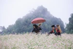 2022年第八届荞麦花节将于11月底在河江省举行