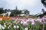 组图：西宁省黑婆峰顶上美得令人心醉的郁金香花海