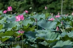 组图：河内市郊区美不胜收的莲花‘山谷’
