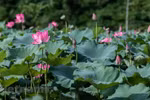 组图：河内市郊区美不胜收的莲花‘山谷’