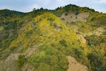 组图：肿柄菊花开时节 西北地区漫山金黄