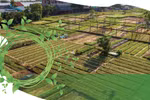 茶桂蔬菜村——2024年“世界最佳旅游乡村”