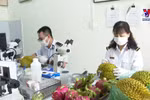 谅山省各口岸通关无缝衔接 助力水果保质保鲜通关