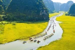 宁平省三谷水稻成熟季节（组图）