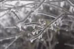 谅山省母山温度零降至2摄氏度 出现冰冻天气（组图）