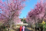 2018年大叻泉林樱花节将于1月底举行