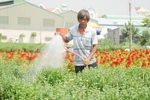 广义省花农开始忙碌起来 让春节时花开满满