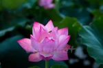 让越南莲花走出国门