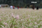 河江省荞麦花节给游客留下深刻印象