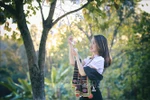 奠边省羊蹄甲花绽放正当时（组图）