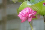 河内市注重发挥莲花旅游产品的优势