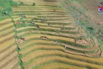 越南安沛省木江界梯田风光登上法国新闻社