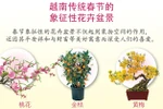 图表新闻：越南传统春节的象征性花卉盆景