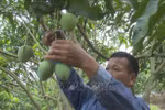 2024年第5届安州芒果节：推介安州芒果品牌