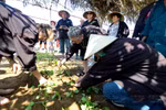 法国游客团在茶桂蔬菜村体验传统的农耕生活。图自 越通社《越南画报》