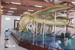 越南最大鲸鱼骨骼在李山岛县展示