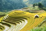 安沛省穆庚寨梯田​（图片来源：越通社）
