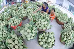 陆南番荔枝——北江省著名农产品。（图片来源：因特网）