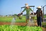 国际游客在广南省会安市茶桂村体验蔬菜种植活动。图自互联网