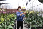 北宁省花村百花怒放迎新春