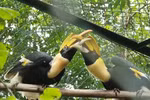 广平省风芽-格邦国家公园成为更多野生生物的家园