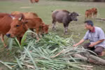 发展畜牧业 有助于扶贫解困（图片来源：越通社）