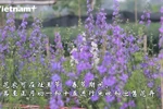 西就花农忧心春节花卉提前开放 售价不及预期