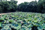 五月份探访胡伯伯古乡——莲花村