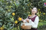 木州高原推进农旅融合 让小橙子出大经济