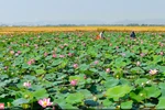 顺化莲花——花色鲜艳,花香诱人（组图）