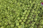 加强对接 构建有机循环农业生态体系