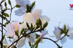 羊蹄甲花盛放 染白了山间