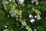 组图：黄檀花竞相盛开 河内街景美如画