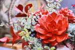 在家中种植石莲花 为家庭带来长久的吉祥之气