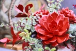 在家中种植石莲花 为家庭带来长久的吉祥之气