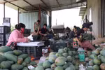 山萝省向美国出口首批芒果