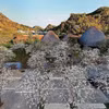 山罗省羊蹄甲花竞相绽放，留住游客的脚步