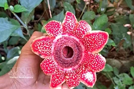 风牙-格榜国家公园发现濒危花种。图自越通社