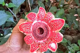 风牙-格榜国家公园发现濒危花种。图自越通社