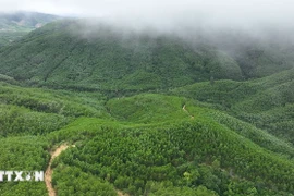 越南实现2050年净零排放目标的重要基础之一，是来自森林、海洋及自然生态系统的巨大碳汇能力。图自越通社