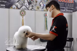 越南宠物市场吸引韩国企业目光。图自越通社