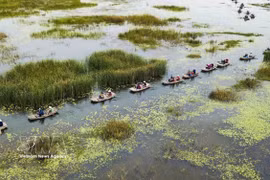 宁平省云龙湿地生态旅游区以其原始、宁静之美和多样化的生态系统而闻名。图自越通社