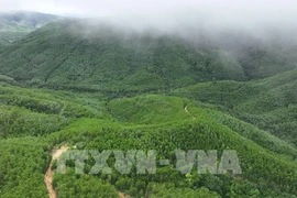 云耕乡的大径材人工林面积由云耕森林检查站负责管理。图自越通社